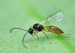 حشرات بیولوژیک زنبور پارازیت